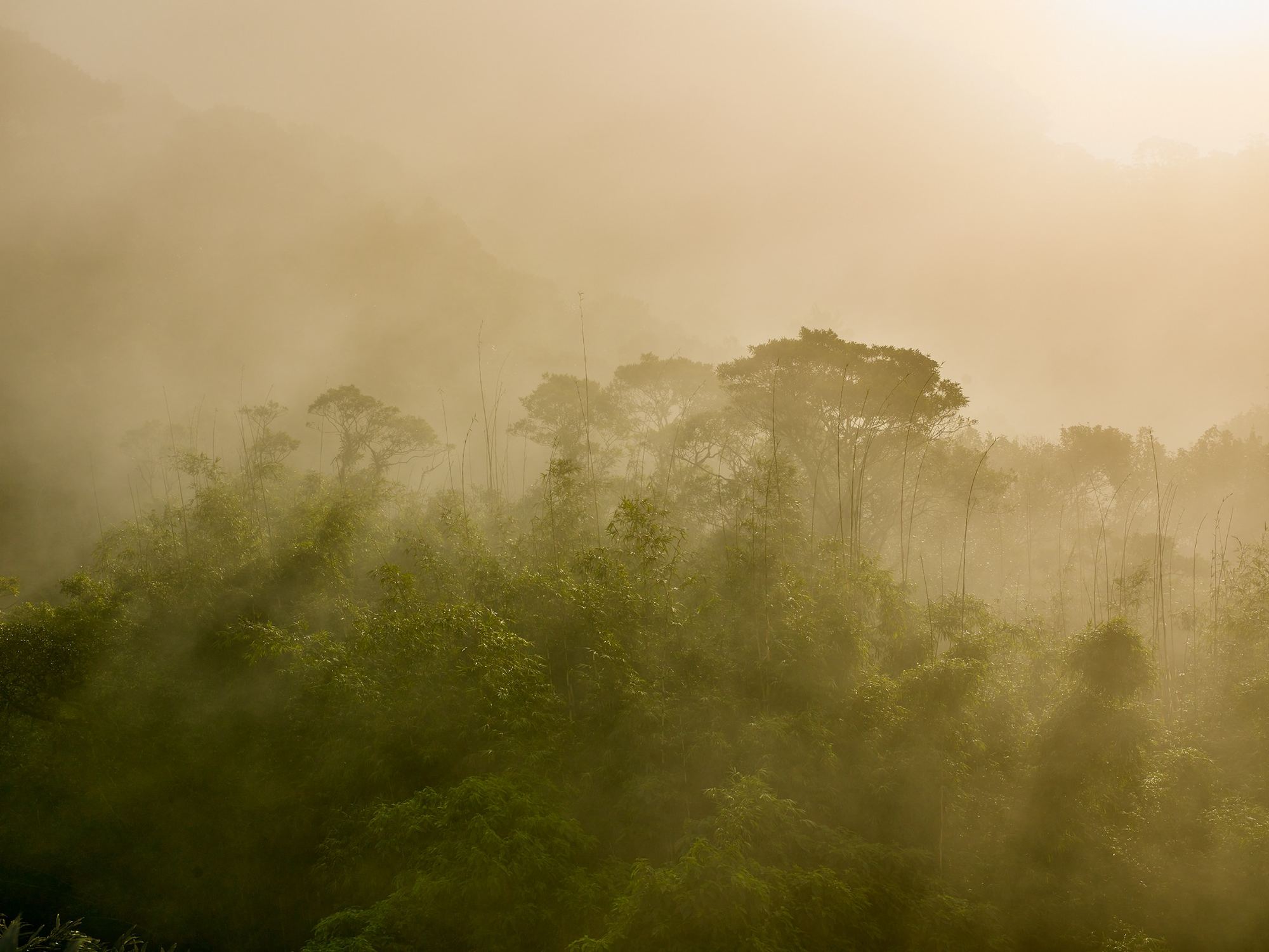 Neblina dourada