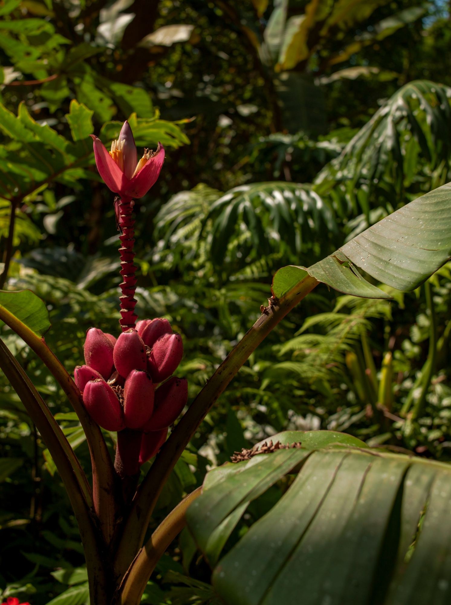 Living tropical